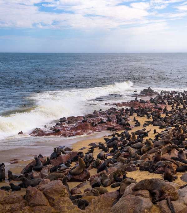 Cape Cross Seal Reserve
