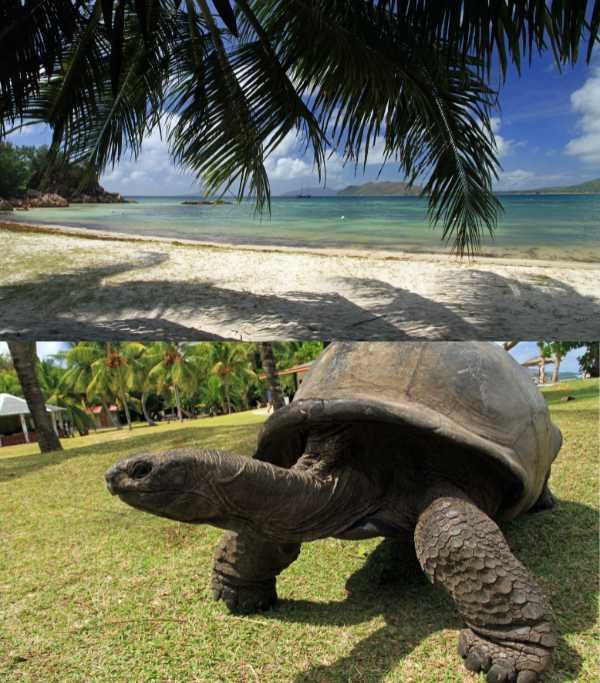 Curieuse Island