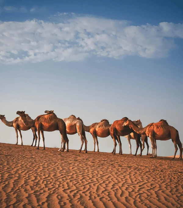 Deserts
