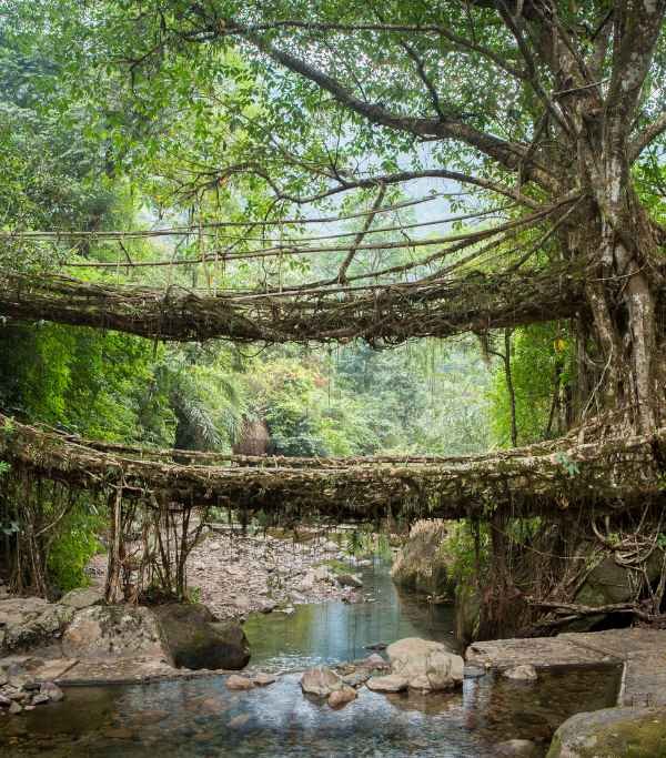 Double Decker Living Root Bridge
