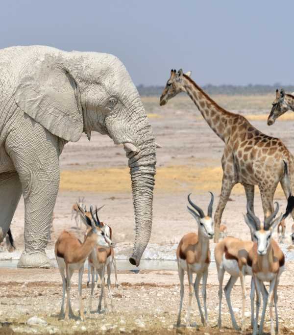 Etosha National Park