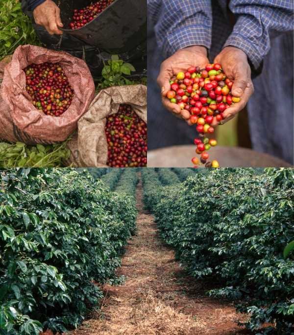 Fairview Coffee Estate