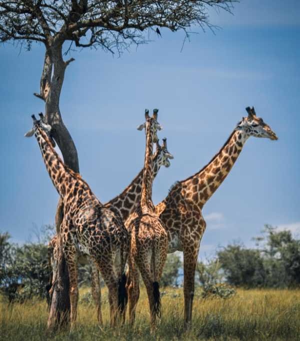 Giraffe Centre