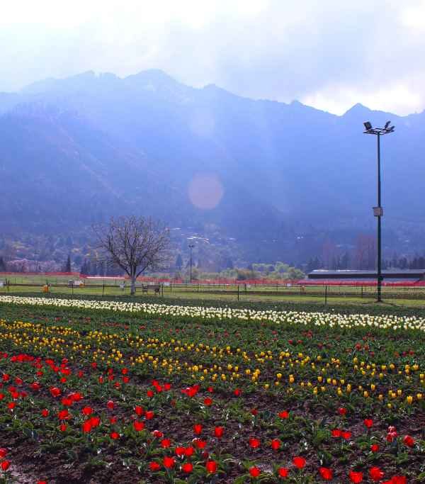 Indira Gandhi Tulip Garden