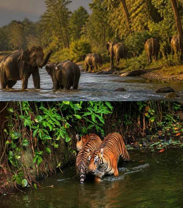 Jaldapara National Park