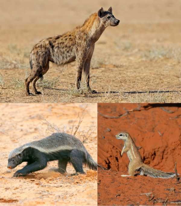Kalahari Desert