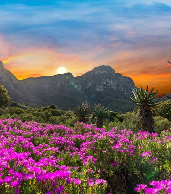 Kirstenbosch National Garden