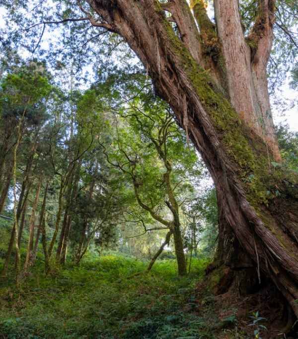 Mawphlang Sacred Forest