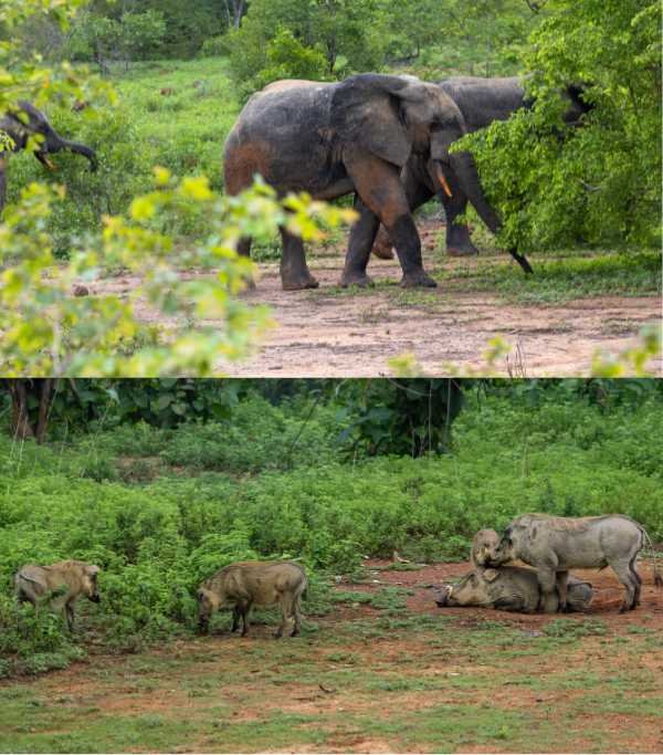 Mole National Park