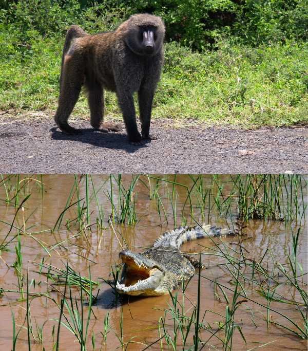 Nechisar National Park