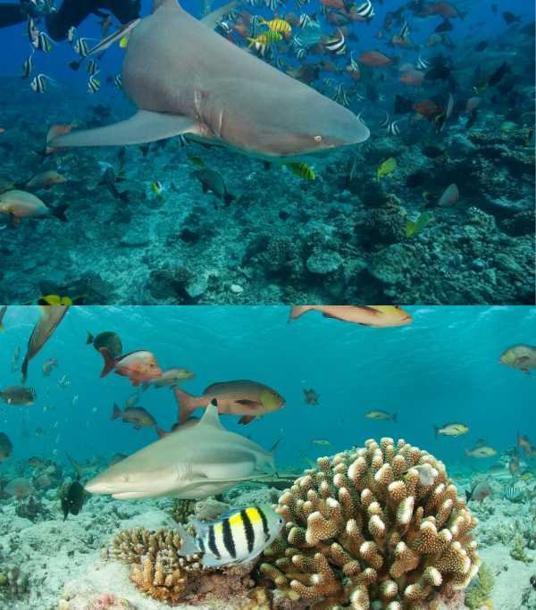 Shark Bay
