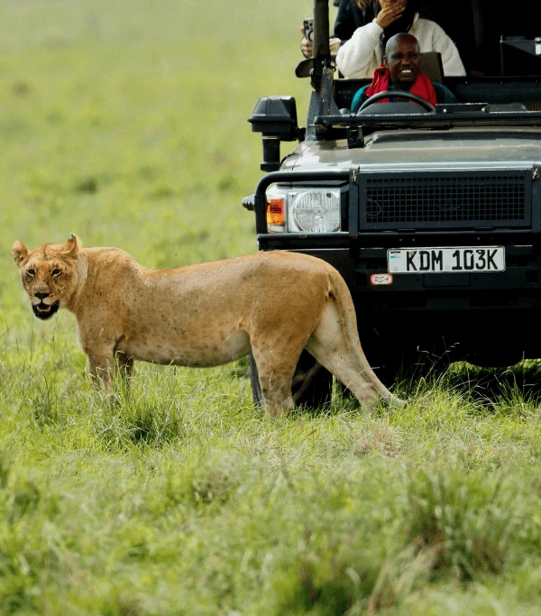 Wildlife Safaris & Bird Watching
