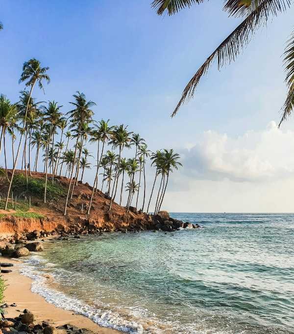 Coconut Tree Hill