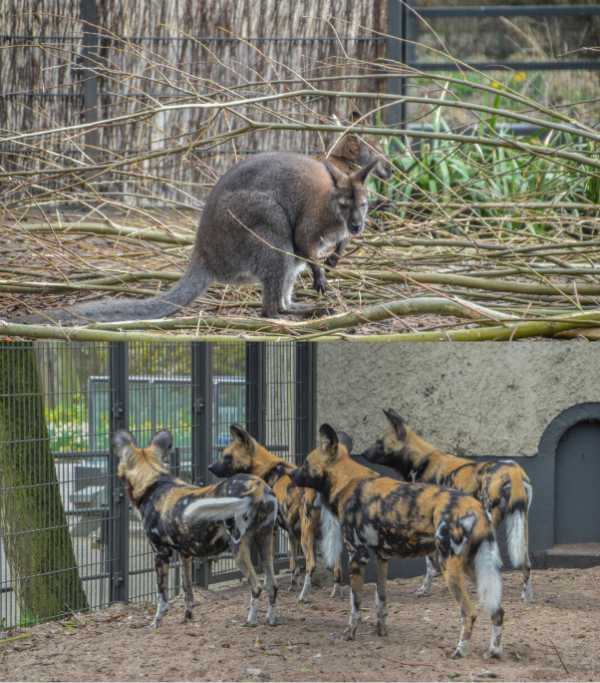 ARTIS Amsterdam Royal Zoo