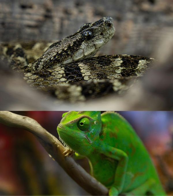 Aquaworld Aquarium & Reptile Rescue Center