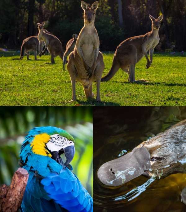 Australia Australian Zoo