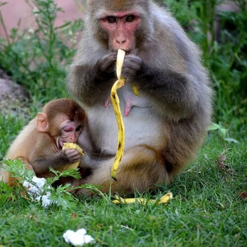 Island Adventure Harrisons Cave Monkey Feeding lunch inclusive
