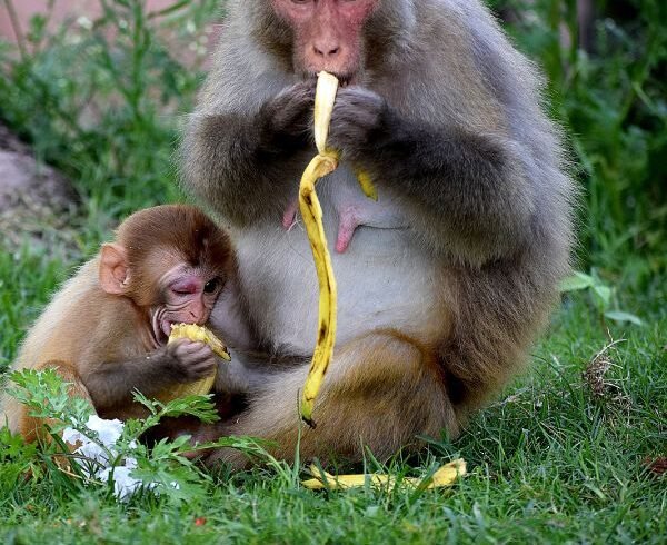 Island Adventure Harrisons Cave Monkey Feeding lunch inclusive