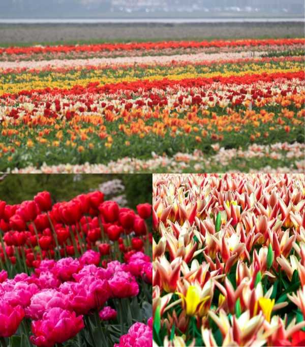Keukenhof Park