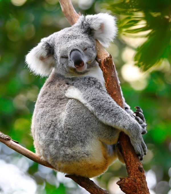 Australia Lone Pine Koala Sanctuary