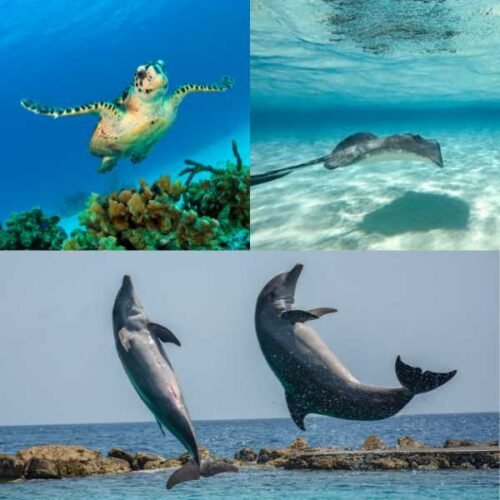 marine life caribbean