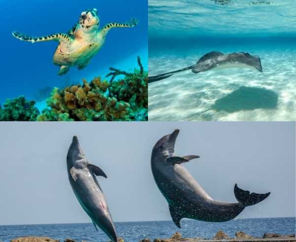 marine life caribbean