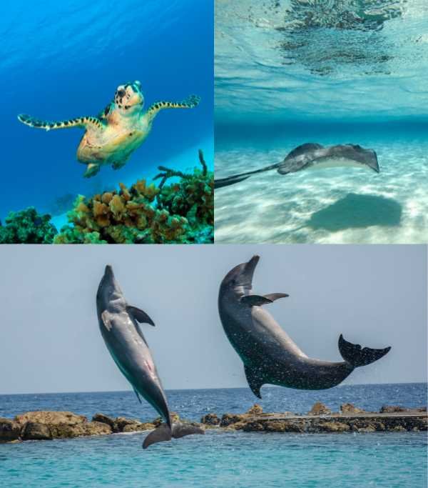 marine life caribbean