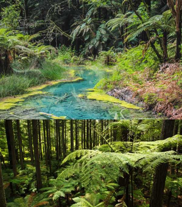 Redwoods - Whakarewarewa Forest