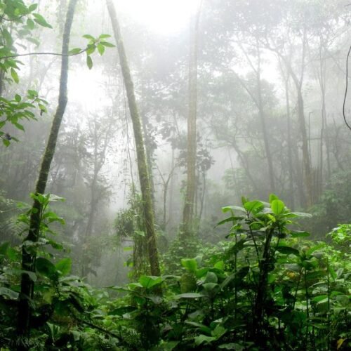 St. Lucia Rain Forest