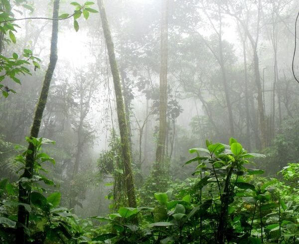 St. Lucia Rain Forest